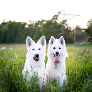 Le Berger Blanc Suisse perd beaucoup ses poils tout au long de l'année, un brossage quotidien est requis.