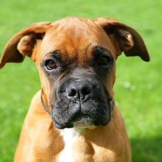 Gros plan sur un chiot Boxer
