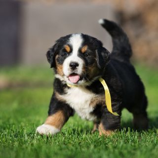 Chiot Bouvier Bernois