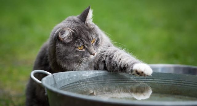 Chat qui joue avec de l'eau