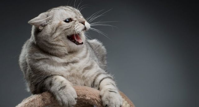 Chat qui montre ses dents