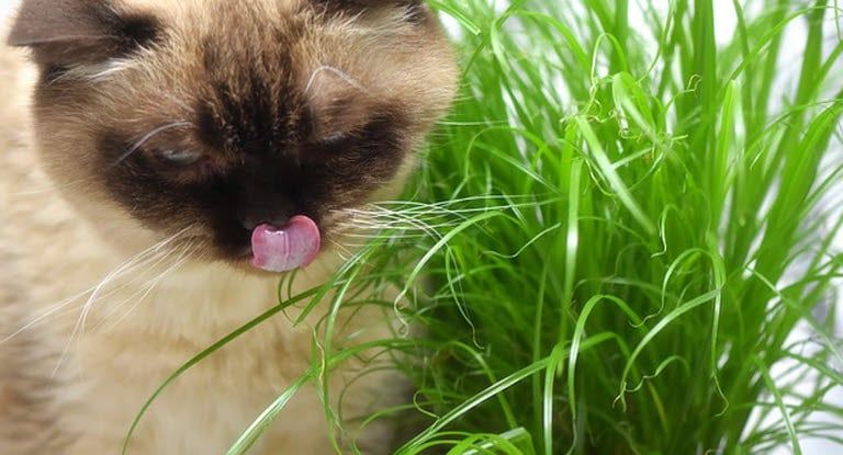 chat qui mange de l'herbe à chat, du cataire