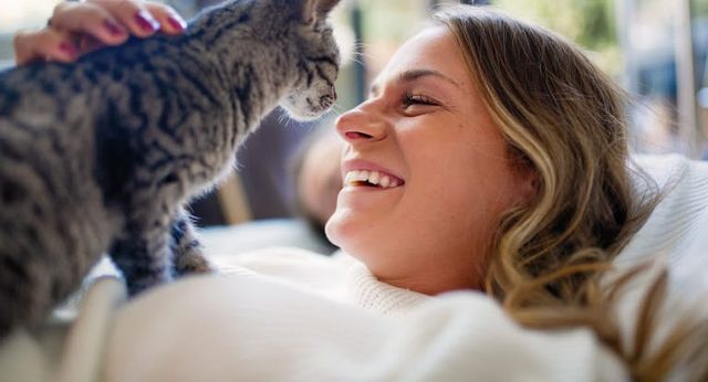 chat qui reçoit des caresses dans des bras