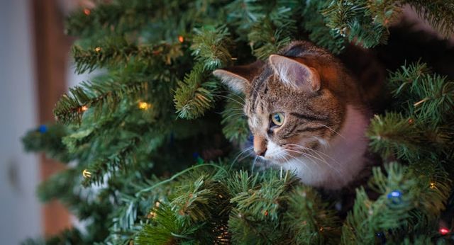 chat dans un sapin de noël
