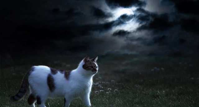 chat devant la pleine lune