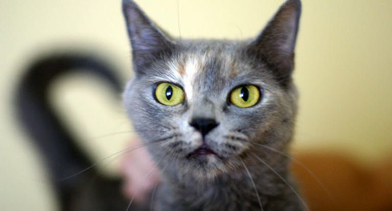 gros plan sur un chat et sa queue en arrière plan