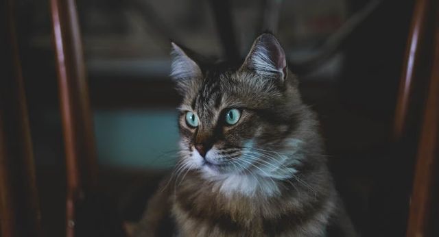 chat aux poils longs et aux yeux verts
