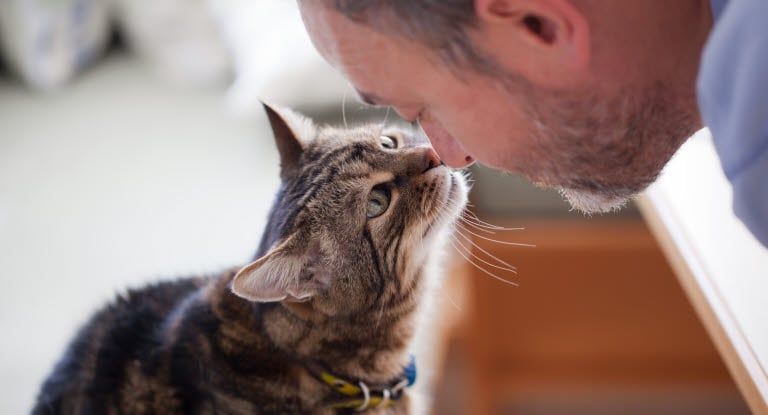chat et homme qui se touchent le museau et le nez