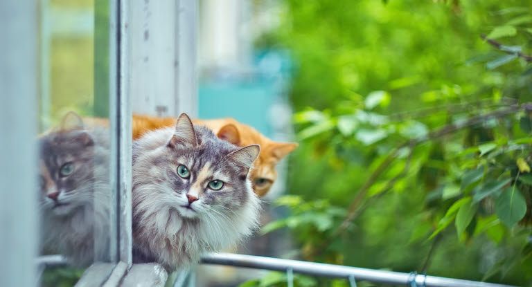deux chates avec la tête par la fenêtre