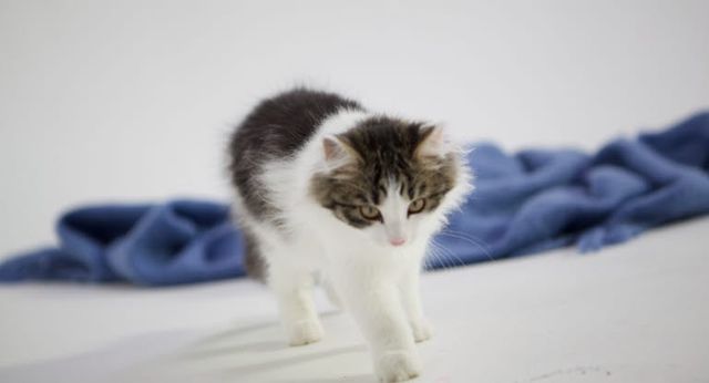 chat qui marche avec un plaid en arrière plan
