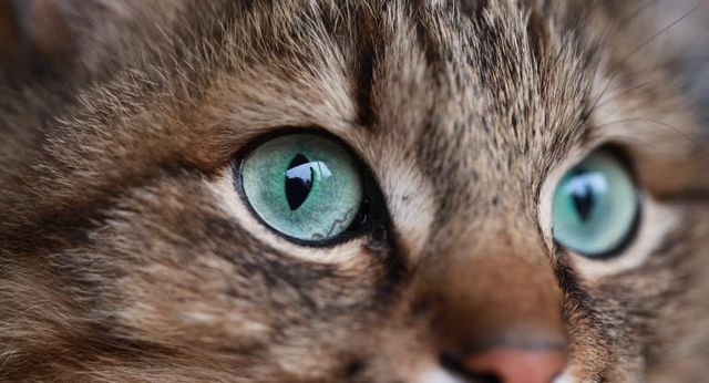 gros plan sur les yeux verts d'un chat