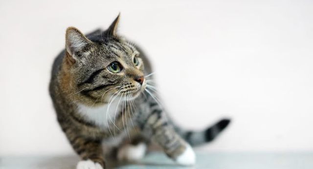 chat qui perd l'équillibre