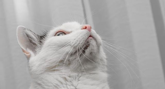 chat avec de l'acné du chat sur le menton