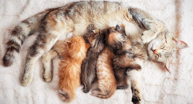Chat qui nourrit ses chatons