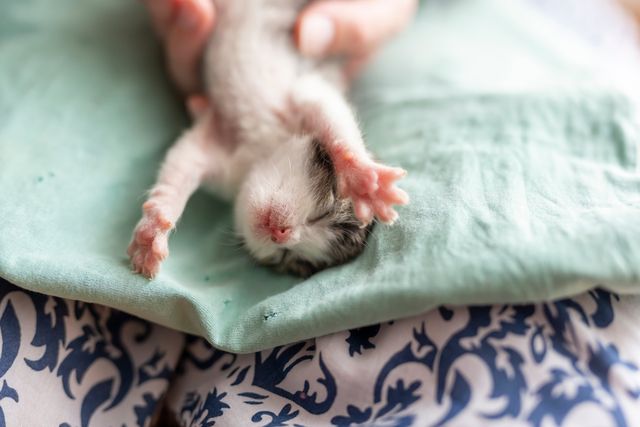 chaton sur le dos