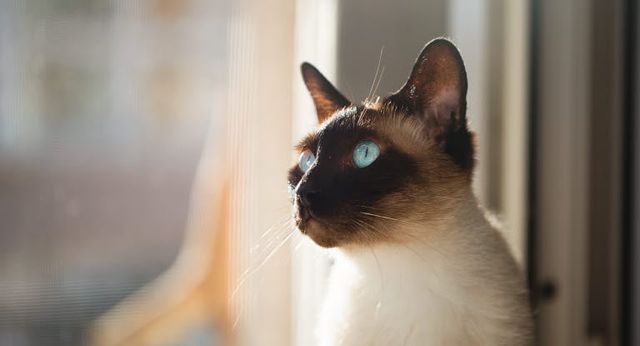 Laisser un chat seul et il regarde à la fenêtre