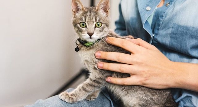 Chat assit sur les genoux d'une femme avec un harnais