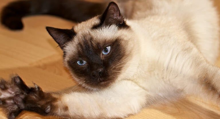 chat qui étend ses griffes