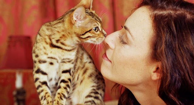 chat qui sent le nez d'une femme