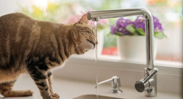Chat qui boit de l'eau au robinet