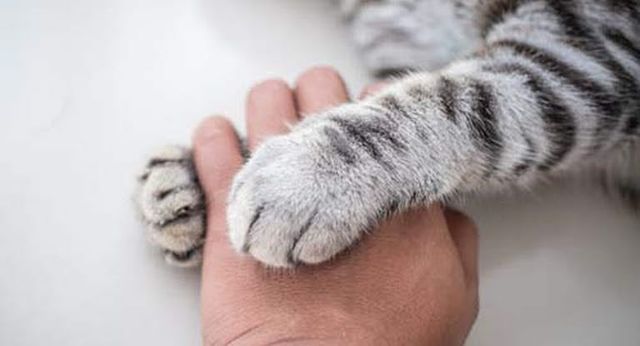 main entourée de deux pattes de chat