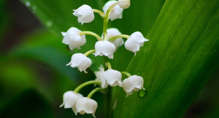 Muguet