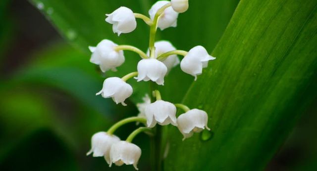 Muguet