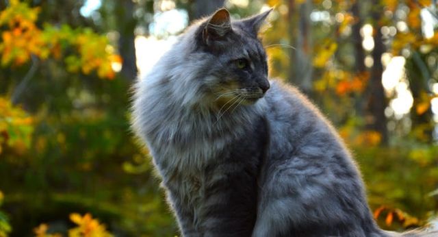 chat à poils longs gris assit dans la forêt observant