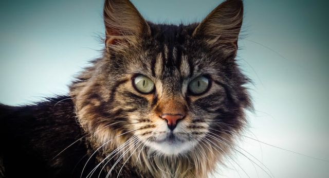 maine coon qui regarde l'objectif