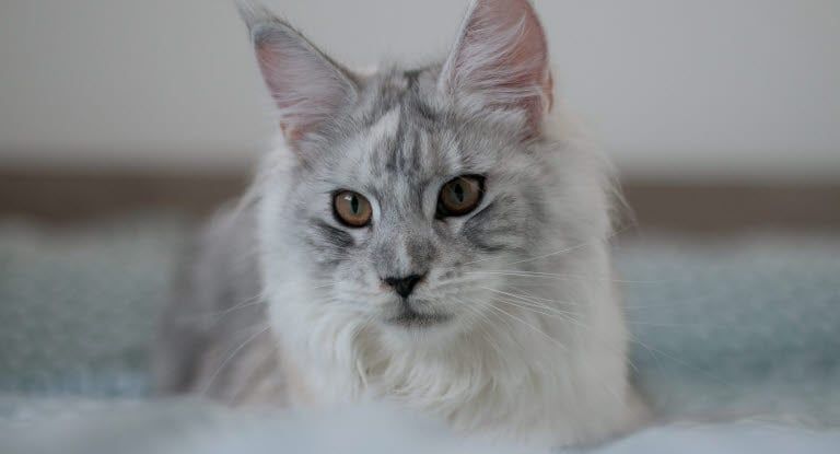 maine coon couché