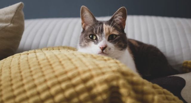 chat allongé sur un lit