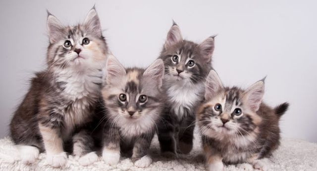Chats norvégiens