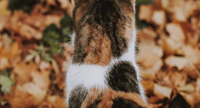 chat tacheté dans les feuilles d'automne