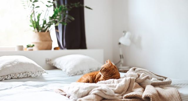 chat allongé sur le lit