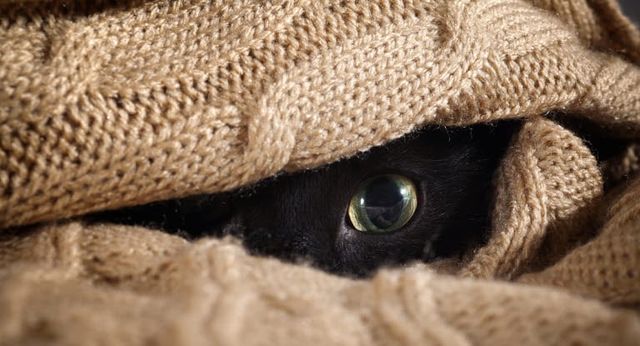 chat noir caché sous les couvertures