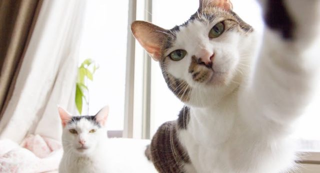 deux chats à la fenêtre
