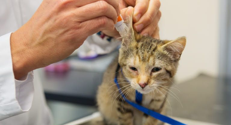 chat qui se fait mettre un medicament dans les oreilles par un vétérinaire