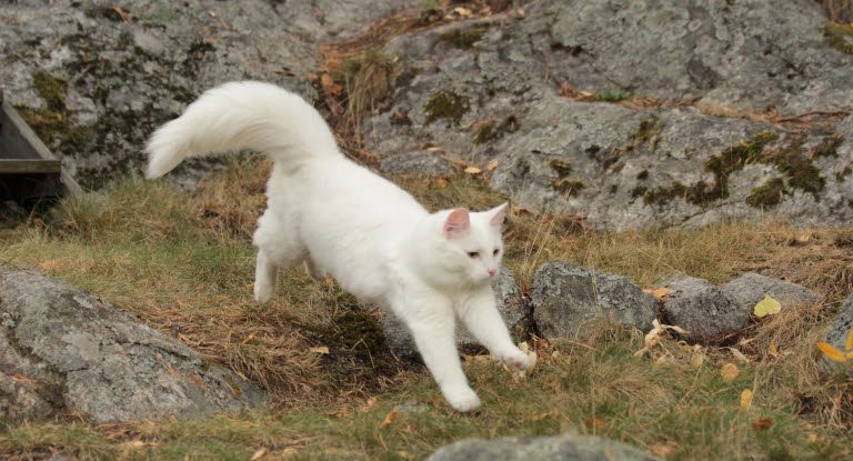 Un chat qui retombe sur ses pattes dehors