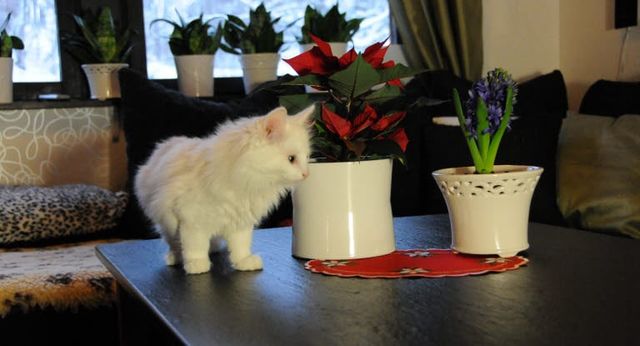 chat sur la table à côté d'une plante