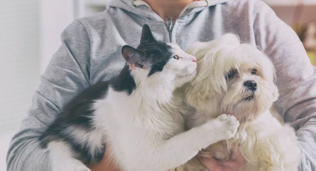 Chien et chat dans les bras d'un adulte