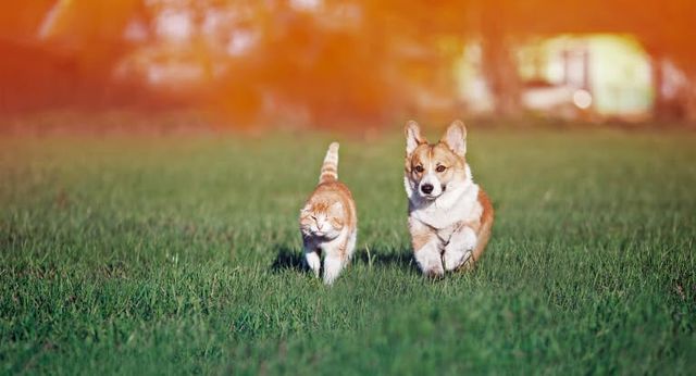 chat et corgy marchant dans l'herbe