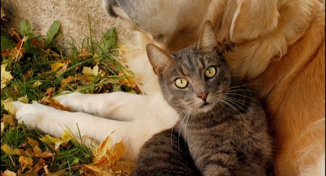 chat et chien allongés dehors