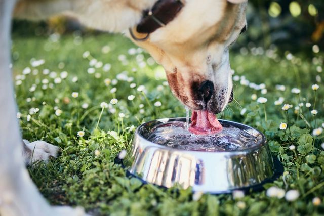 Un chien qui boit beaucoup peut être un signe de maladie.