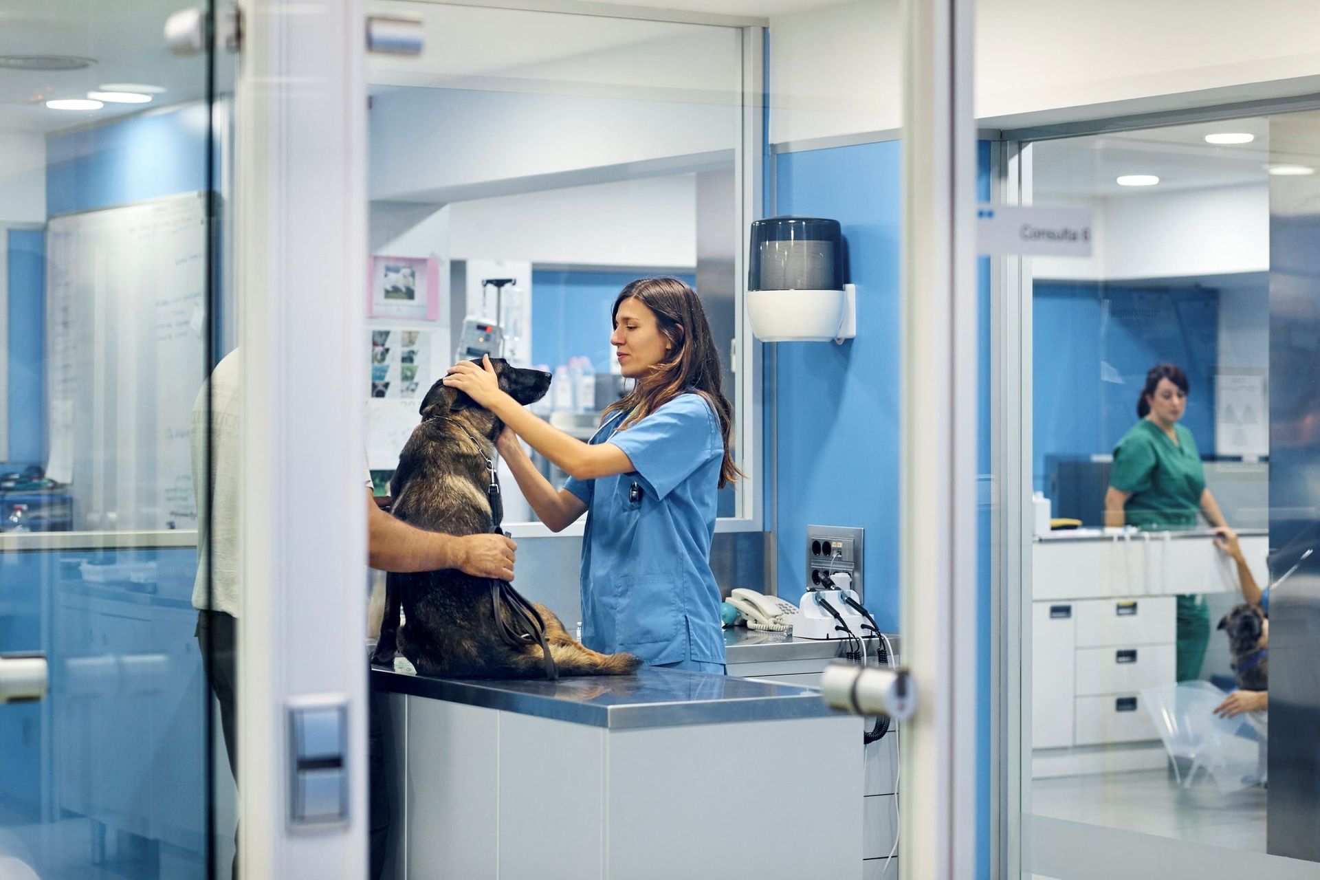 ASV qui osculte un chien