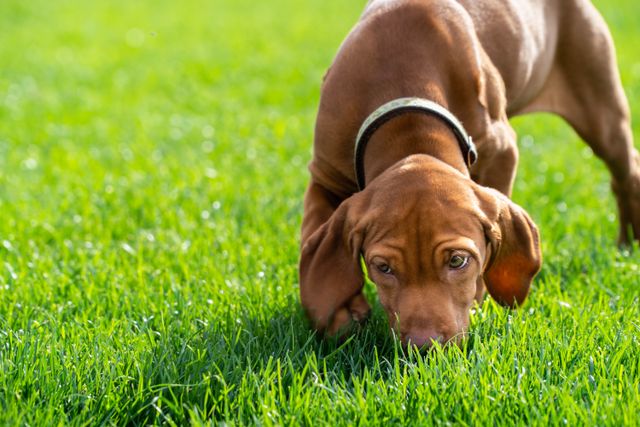 Un chien renifle l'herbe.