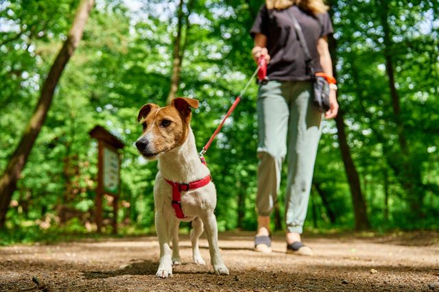 Le chien se promène