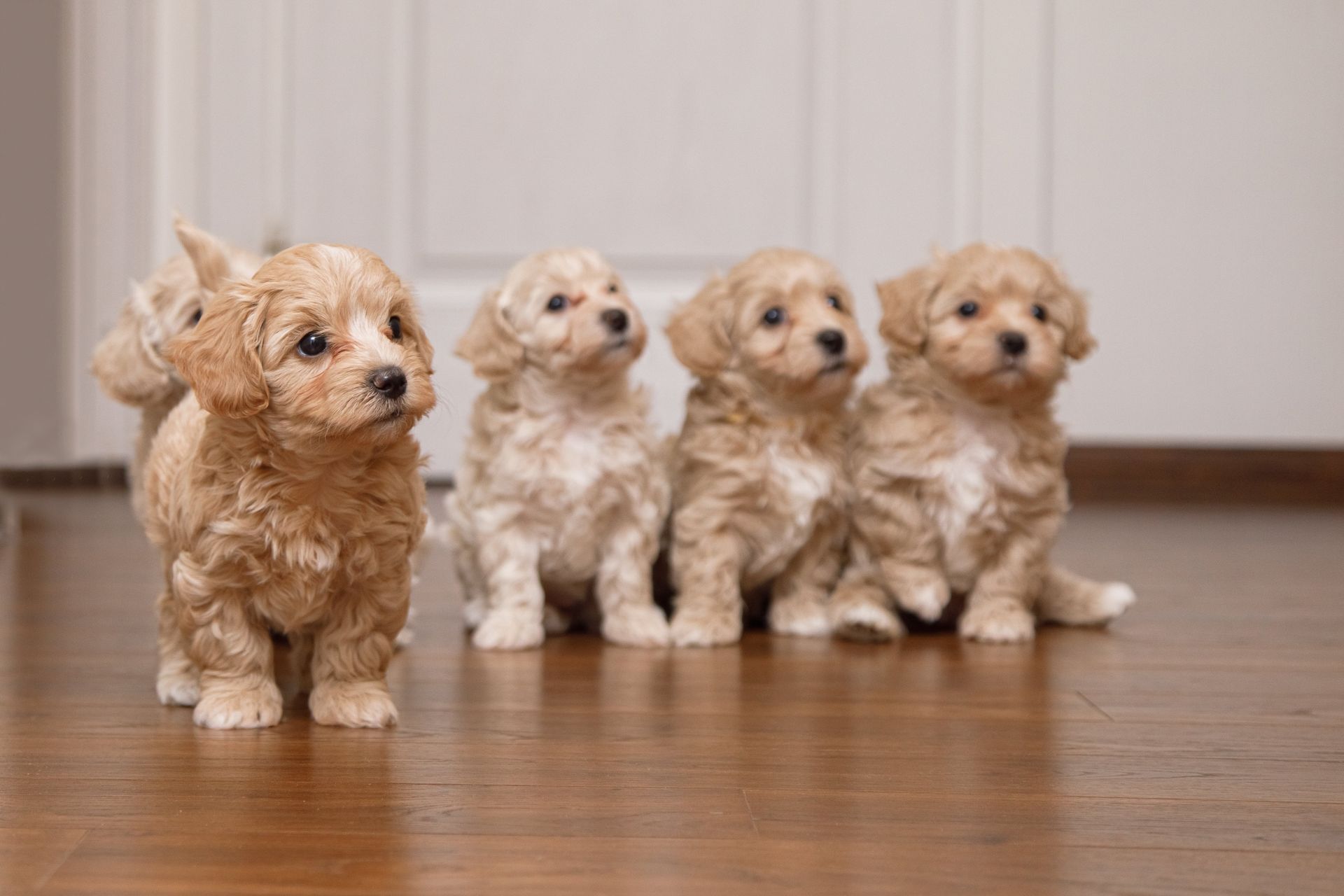 plusieurs chiots assit