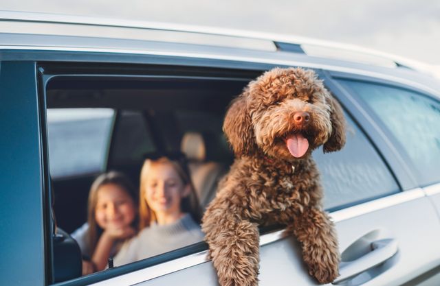 chien sort par la fenêtre