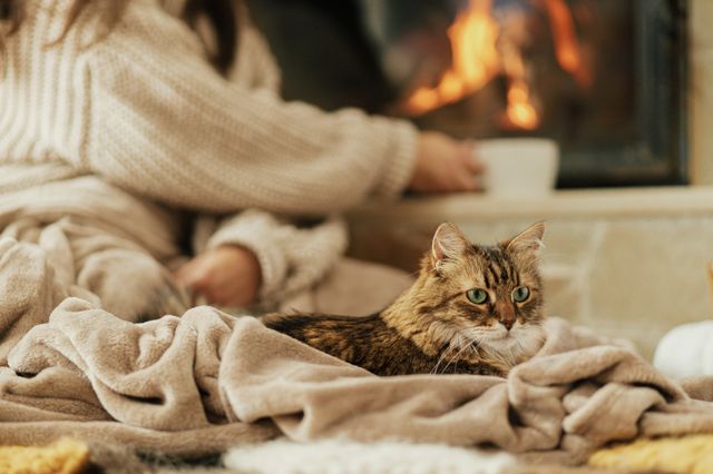 chat en face d'un feu de cheminé