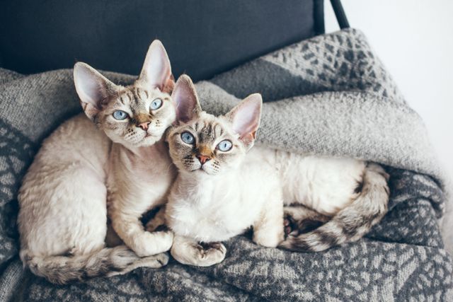 plusieurs chats sur un canapé